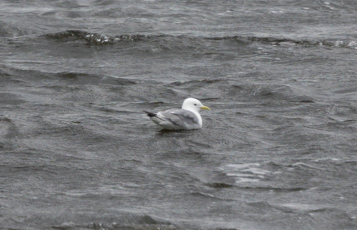 Kittiwake, 1/640 sec, f/7.1, 500 mm, ISO 200