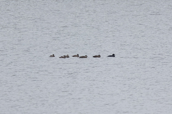Common Scoter, 1/640 sec, f/7.1, 500 mm, ISO 500