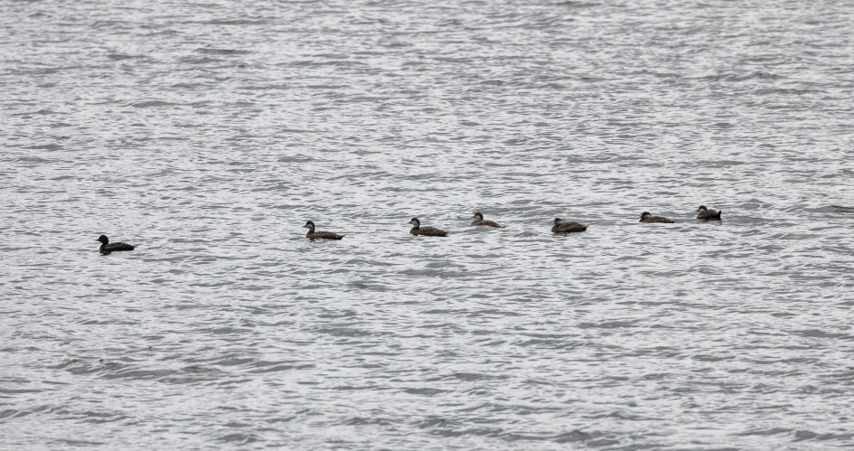 Common Scoter, 1/640 sec, f/7.1, 500 mm, ISO 200