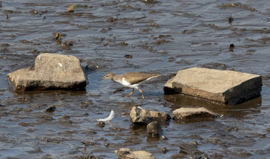 Common Sandpiper, 1/2000 sec, f/7.1, 500 mm, ISO 1000