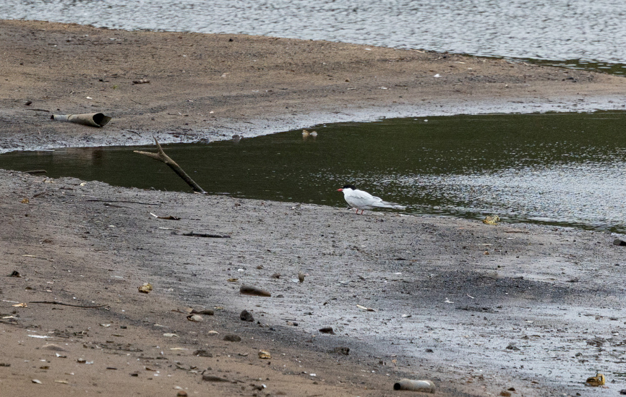 Common Tern, 1/640 sec, f/7.1, 500 mm, ISO 1000