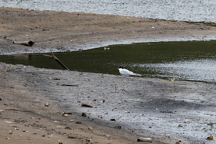 Common Tern, 1/640 sec, f/7.1, 500 mm, ISO 1000