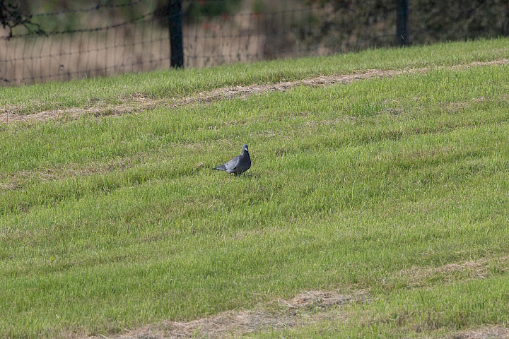 Stock Dove, 1/640 sec, f/7.1, 500 mm, ISO 320