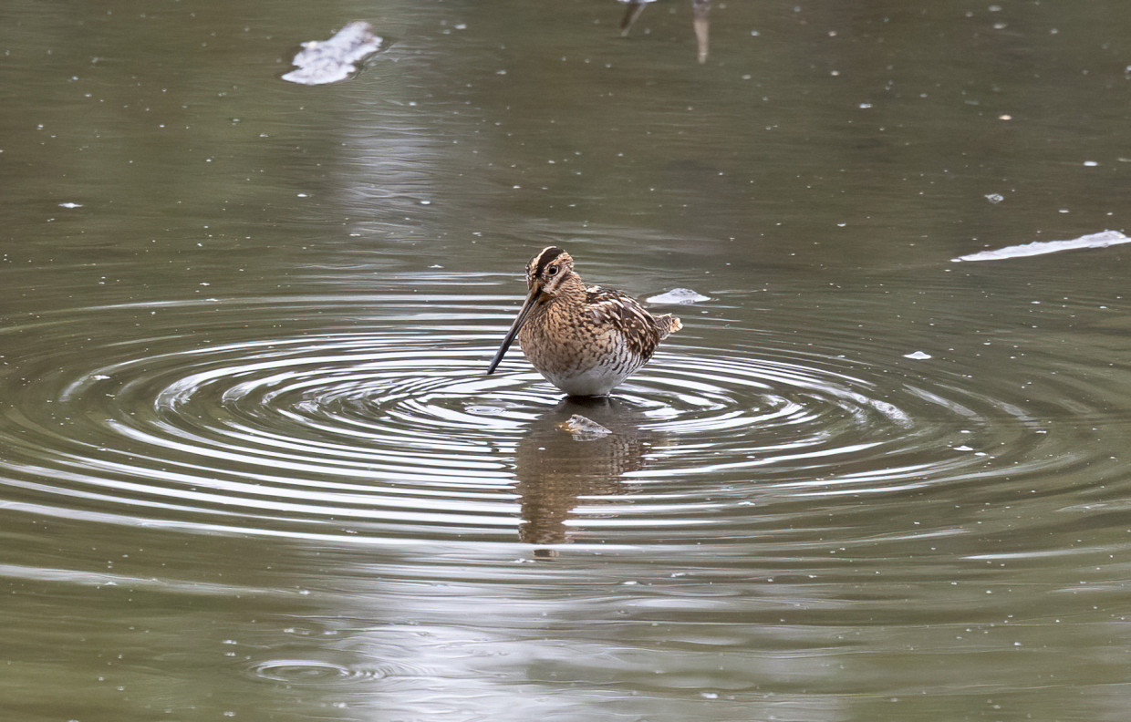 Snipe, 1/500 sec, f/7.1, 500 mm, ISO 3200
