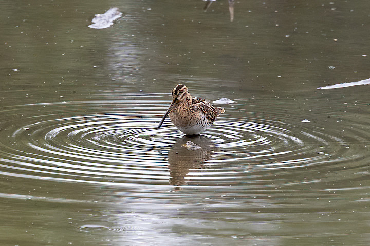 Snipe, 1/500 sec, f/7.1, 500 mm, ISO 3200