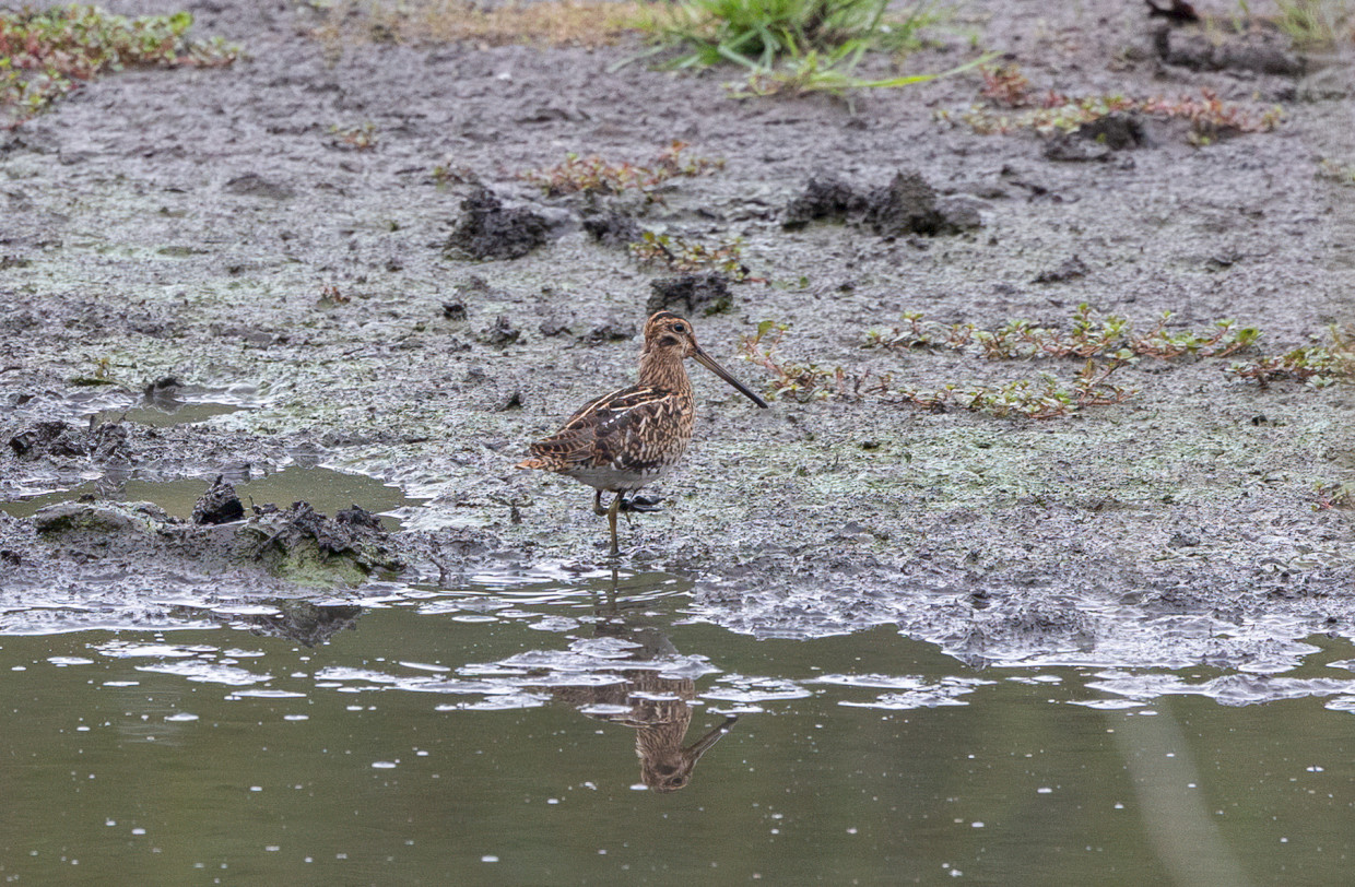 Snipe, 1/500 sec, f/7.1, 500 mm, ISO 1250