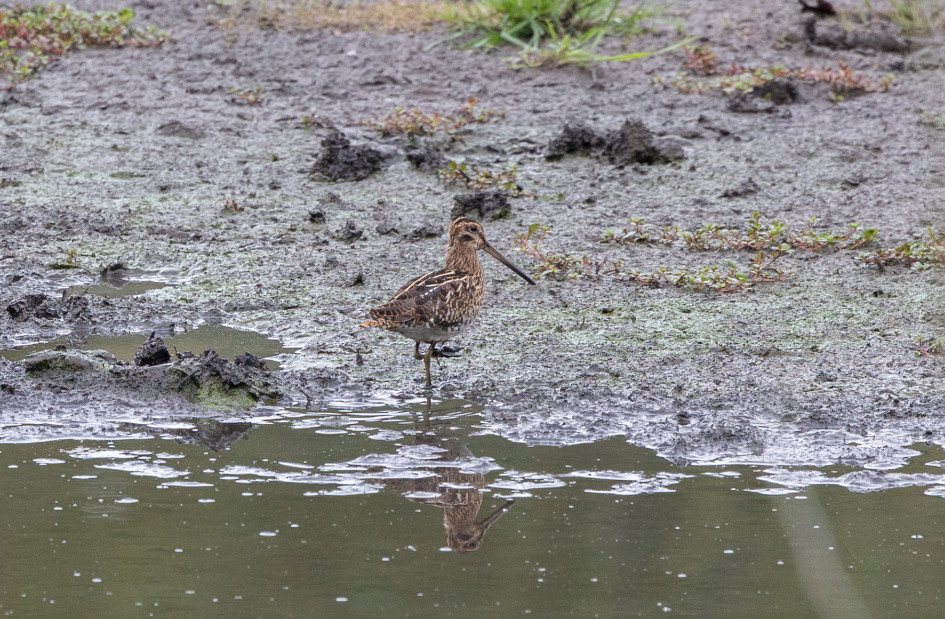 Snipe, 1/500 sec, f/7.1, 500 mm, ISO 1250