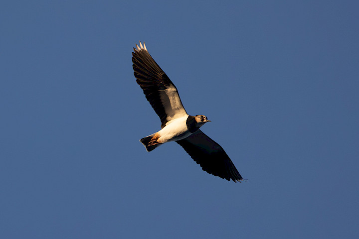 Lapwing, 1/2500 sec, f/7.1, 500 mm, ISO 1600