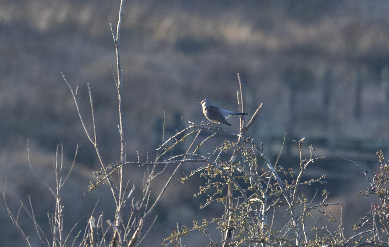 Fieldfare, 1/2500 sec, f/7.1, 500 mm, ISO 4000