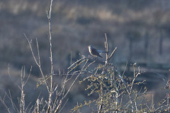 Fieldfare, 1/2500 sec, f/7.1, 500 mm, ISO 4000