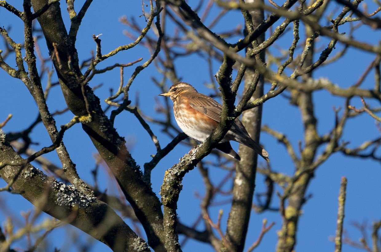 Redwing, 1/2000 sec, f/7.1, 500 mm, ISO 1000