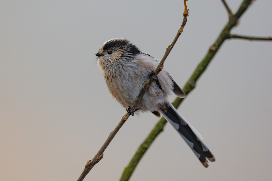 Long-tailed Tit, 1/640 sec, f/7.1, 500 mm, ISO 1250