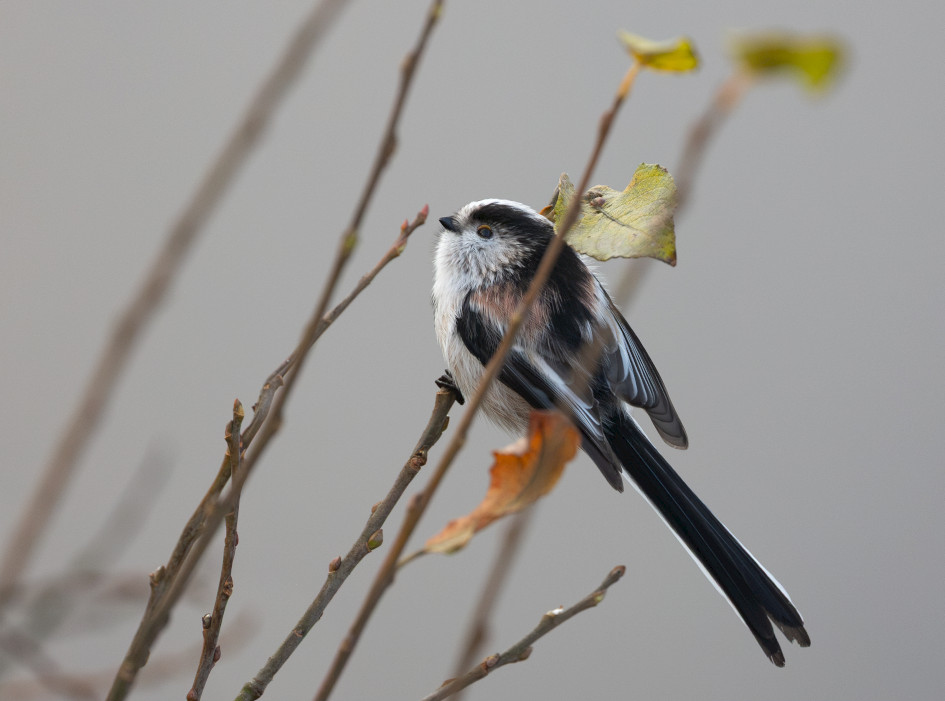 Long-tailed Tit , 1/640 sec, f/7.1, 500 mm, ISO 4000