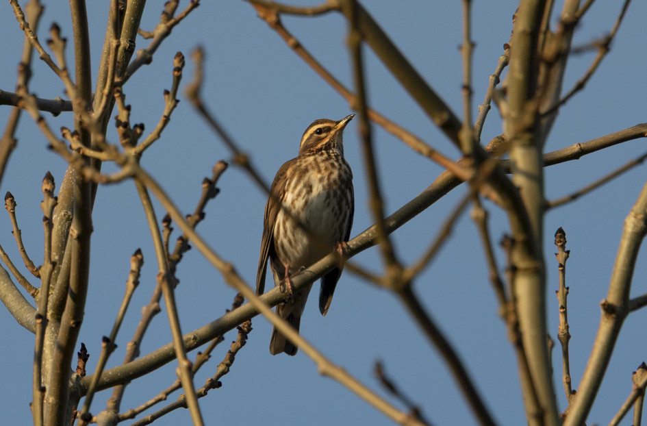 Redwing, 1/500 sec, f/7.1, 500 mm, ISO 250