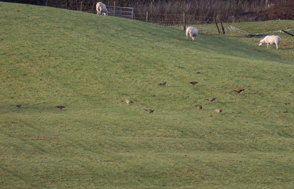 Pheasants, 1/500 sec, f/7.1, 500 mm, ISO 1000