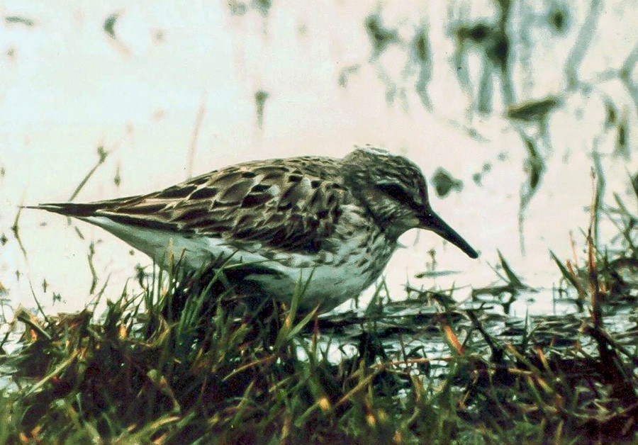 Adult White-rumped Sandpiper feeding at Marazion