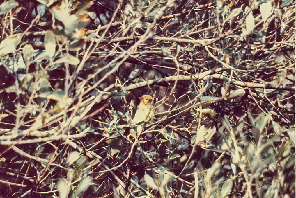 Female Scarlet Tanager in scrub, St. Mary's