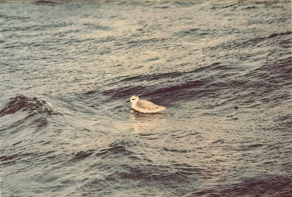 Grey Phalarope swimming in St. Mary's harbour
