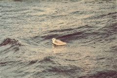 Grey Phalarope swimming in St. Mary's harbour
