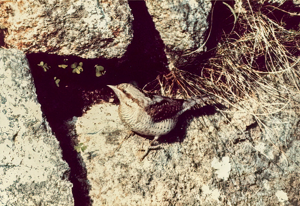 Wryneck on granite boulders, Carn Friars, St. Mary's