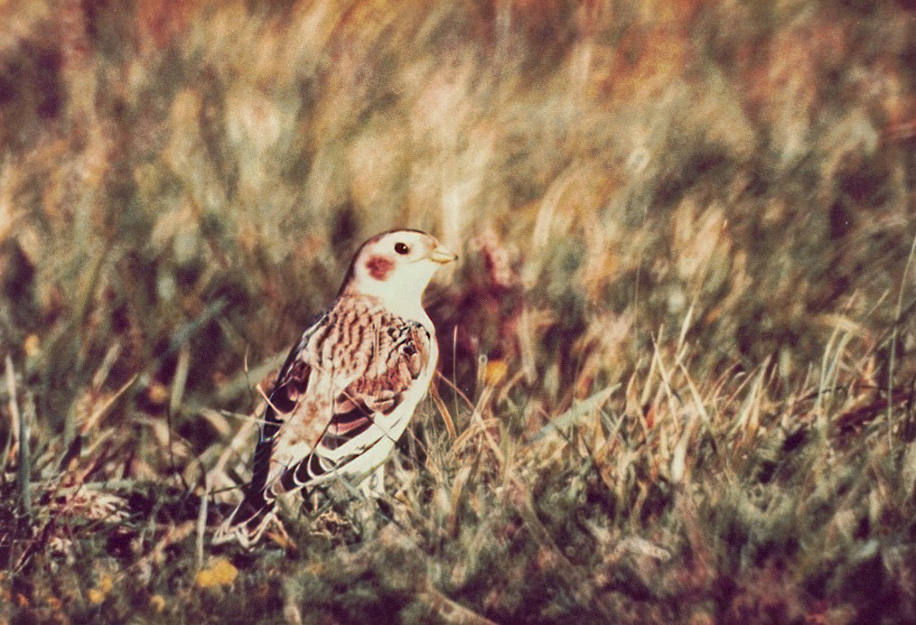 Snow Bunting on the Golf Course, St. Mary's