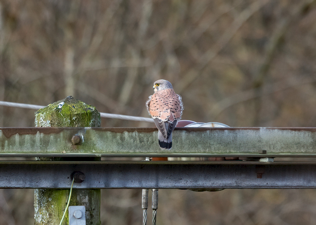 Kestrel, 1/640 sec, f/7.1, 500 mm, ISO 1250