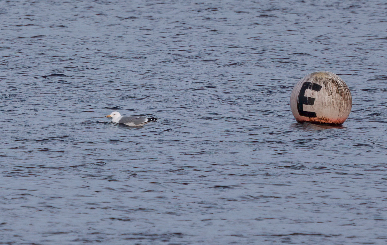 Yellow-legged Gull, 1/640 sec, f/7.1, 500 mm, ISO 400