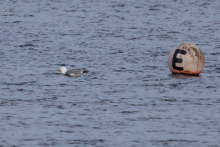 Yellow-legged Gull, 1/640 sec, f/7.1, 500 mm, ISO 400