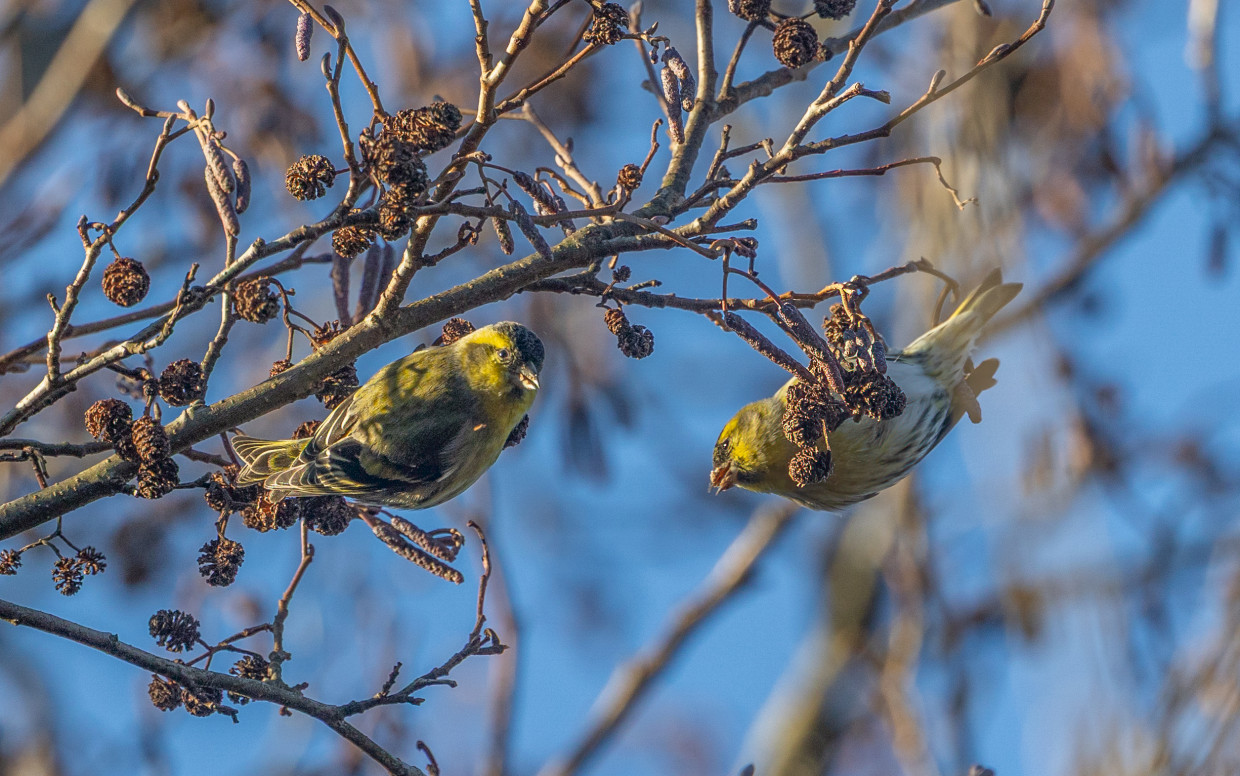 Siskins, 1/640 sec, f/7.1, 500 mm, ISO 640