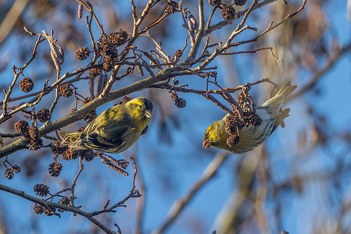 Siskins, 1/640 sec, f/7.1, 500 mm, ISO 640