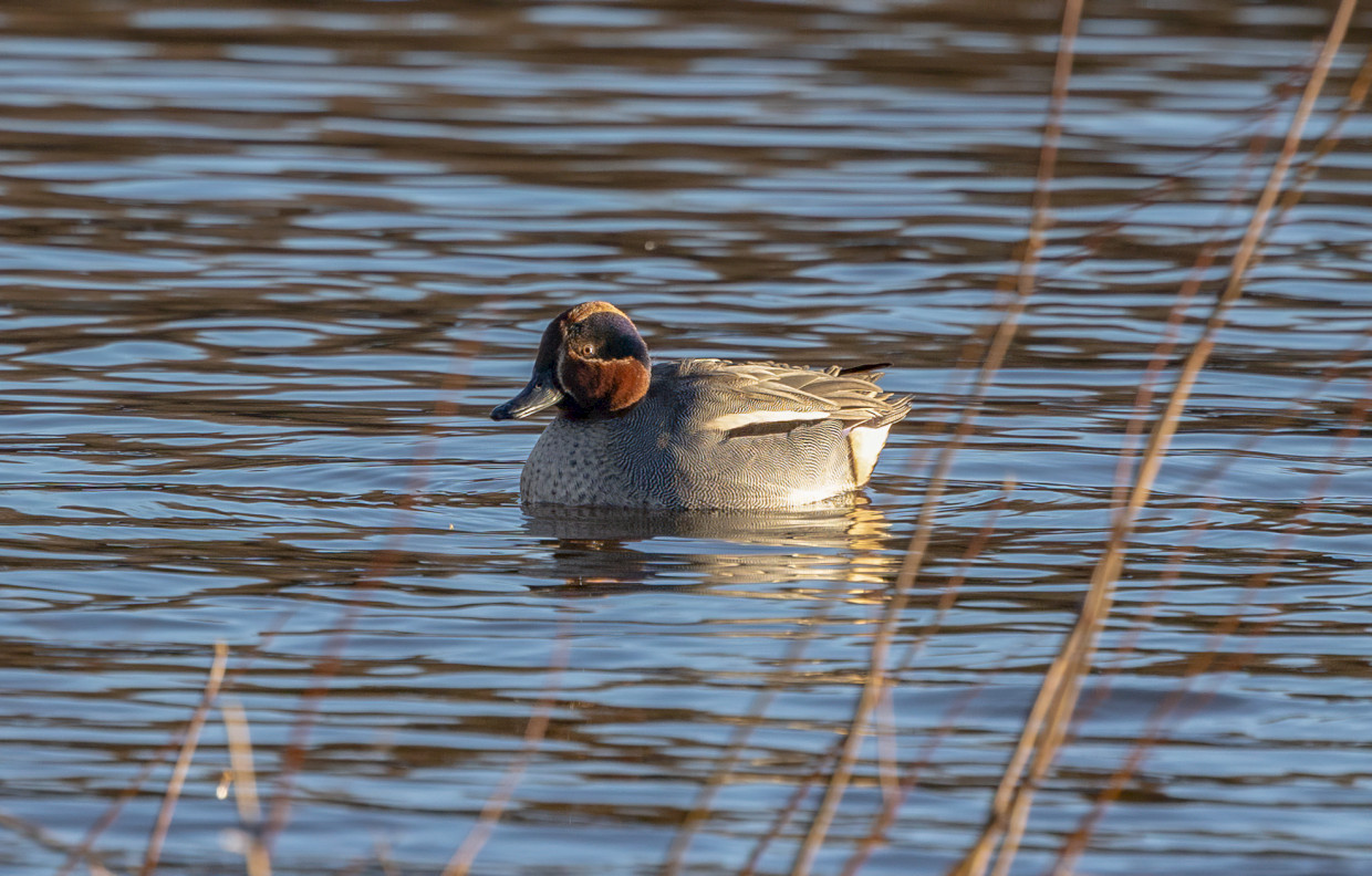 Teal, 1/640 sec, f/7.1, 500 mm, ISO 640