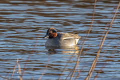 Teal, 1/640 sec, f/7.1, 500 mm, ISO 640
