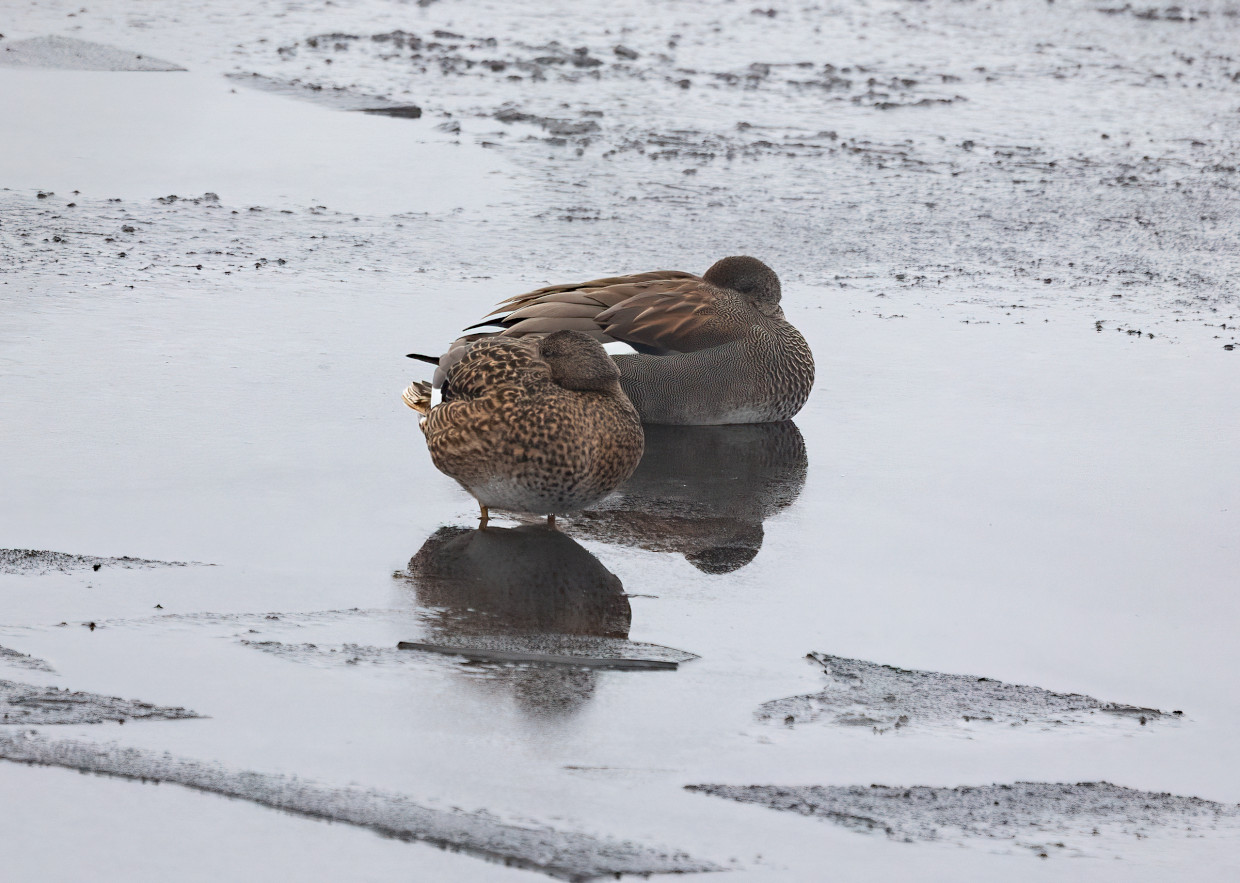 Gadwall, 1/80 sec, f/7.1, 500 mm, ISO 640