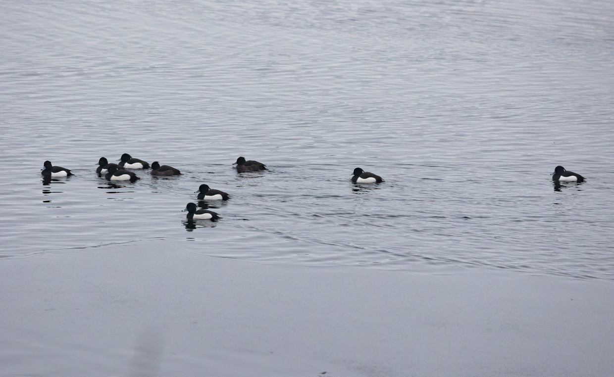 Tufted Ducks, 1/500 sec, f/5.6, 270 mm, ISO 2500
