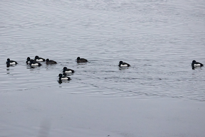 Tufted Ducks, 1/500 sec, f/5.6, 270 mm, ISO 2500