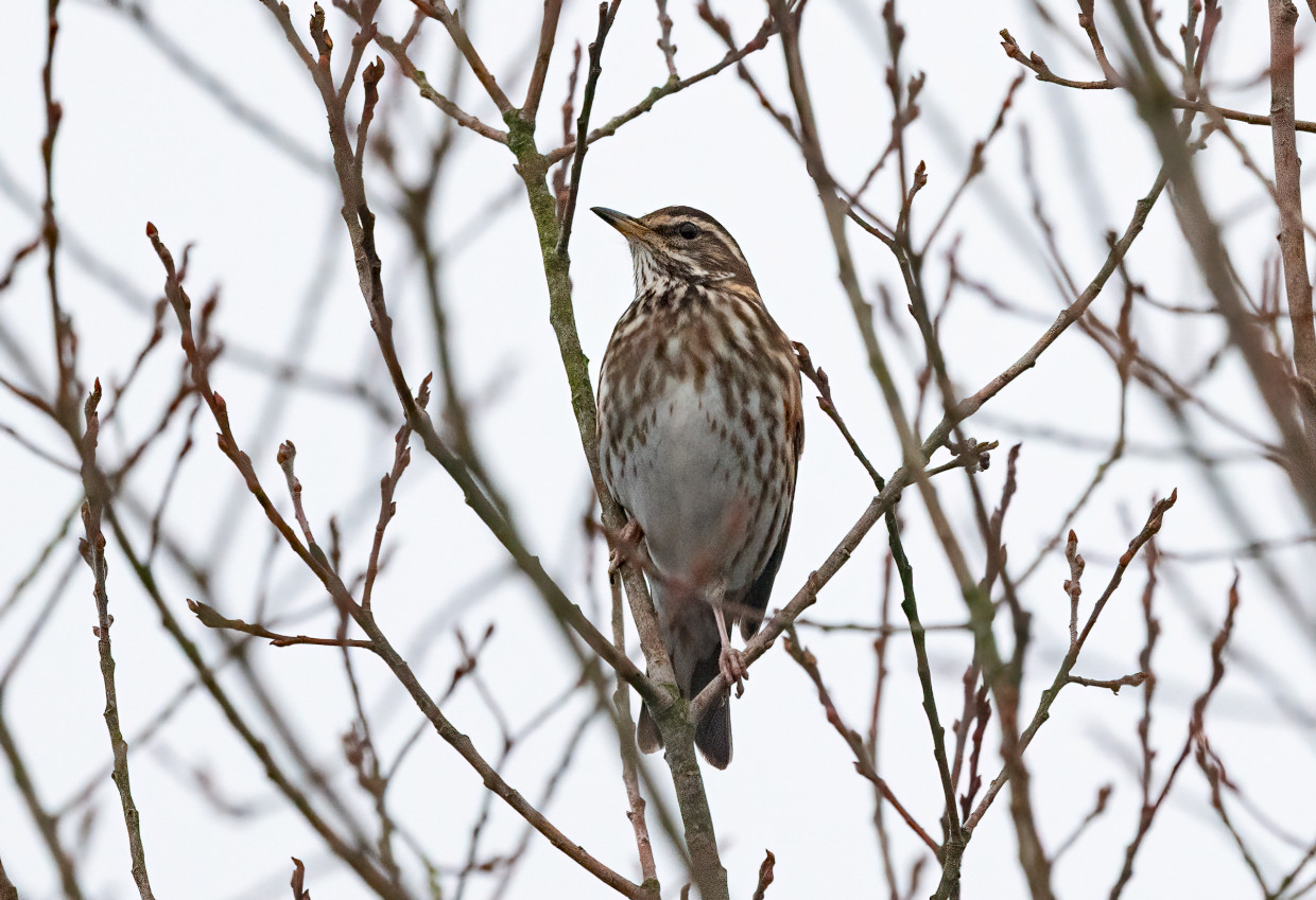 Redwing, 1/640 sec, f/7.1, 500 mm, ISO 2500