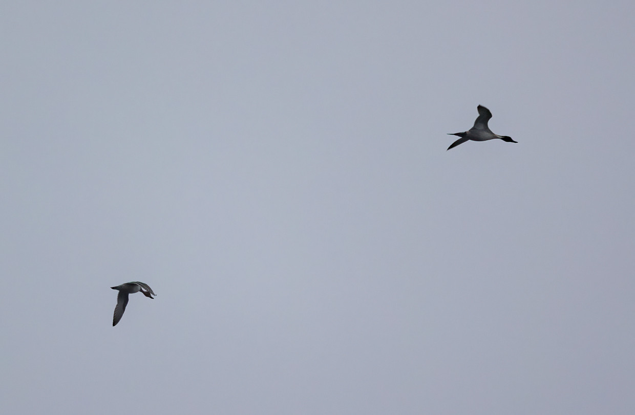 Pintail, 1/500 sec, f/7.1, 500 mm, ISO 500