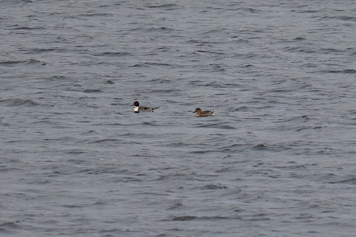 Pintail , 1/500 sec, f/7.1, 500 mm, ISO 2000