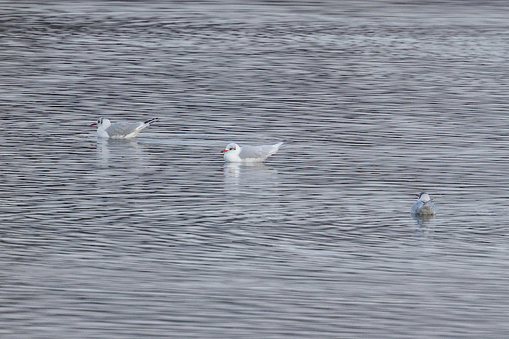 Mediterranean Gull, 1/640 sec, f/7.1, 500 mm, ISO 640