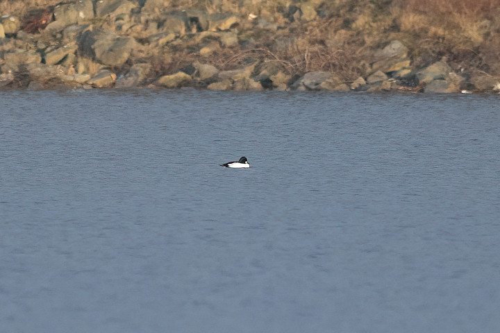 Goldeneye, 1/640 sec, f/7.1, 500 mm, ISO 2000