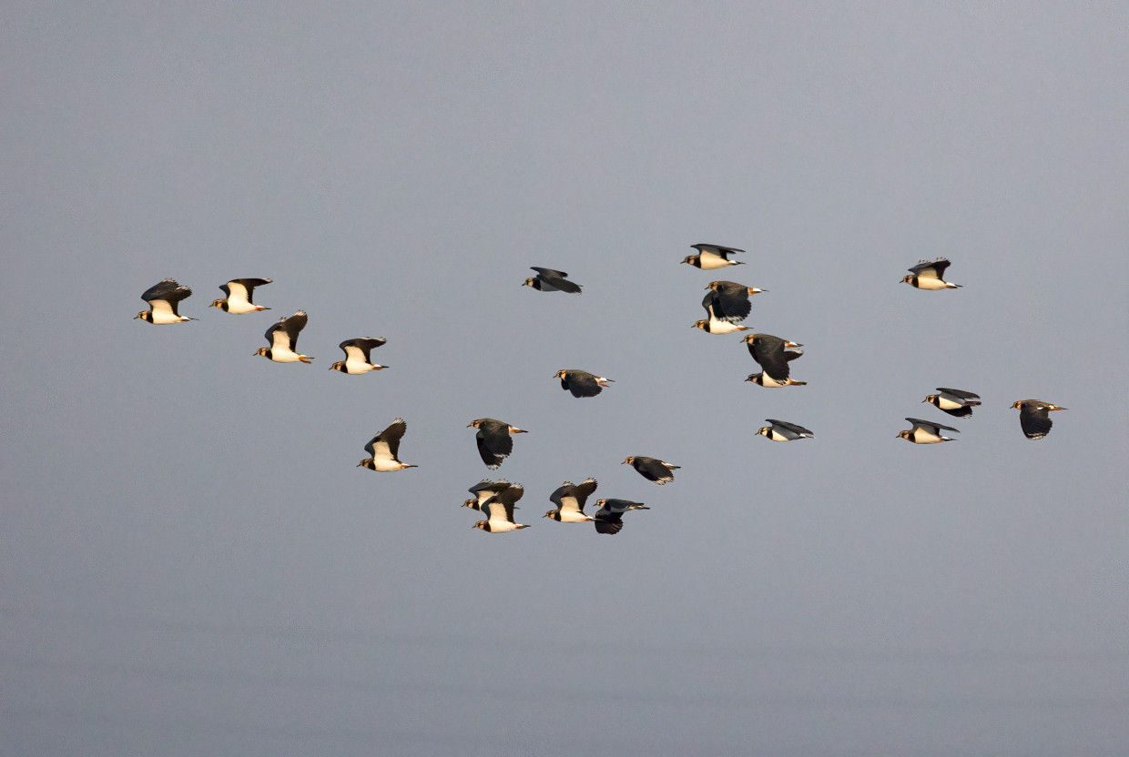 Lapwings, 1/2500 sec, f/7.1, 500 mm, ISO 6400