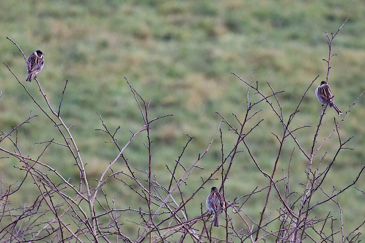 Reed Buntings, 1/500 sec, f/7.1, 500 mm, ISO 4000