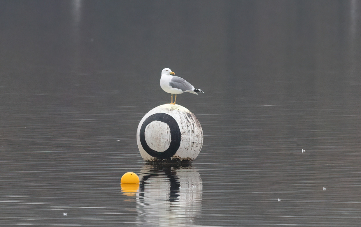 Yellow-legged Gull, 1/500 sec, f/7.1, 500 mm, ISO 5000