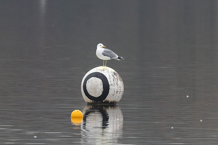 Yellow-legged Gull, 1/500 sec, f/7.1, 500 mm, ISO 5000