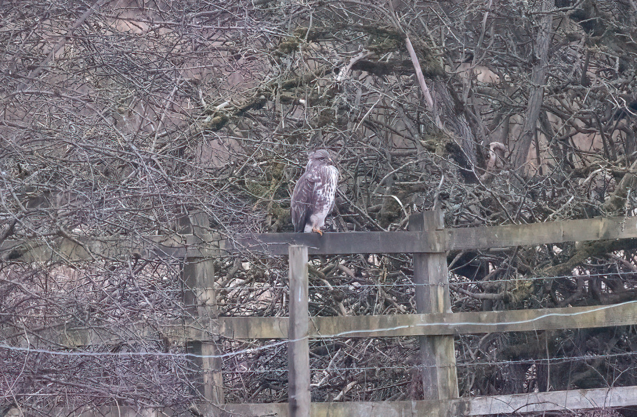 Buzzard, 1/640 sec, f/7.1, 500 mm, ISO 6400