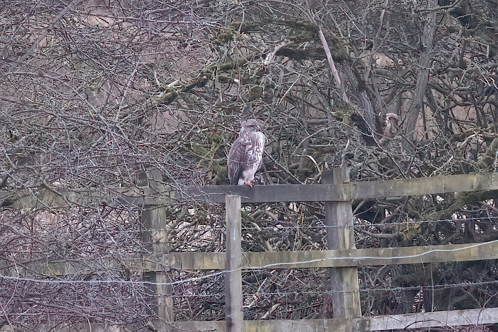 Buzzard, 1/640 sec, f/7.1, 500 mm, ISO 6400