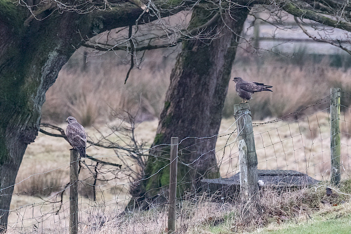 Buzzards, 1/500 sec, f/7.1, 500 mm, ISO 4000