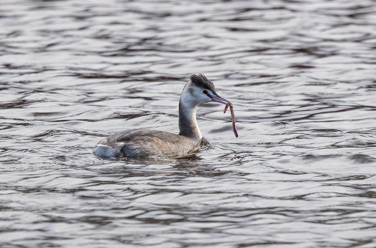 Great Crested Grebe, 1/640 sec, f/7.1, 500 mm, ISO 400