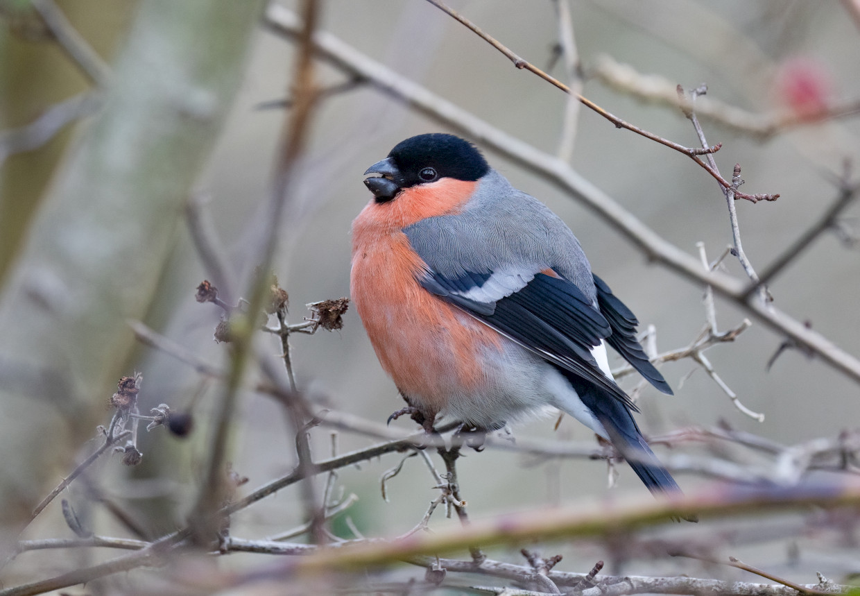 Bullfinch, 1/640 sec, f/5.6, 343 mm, ISO 4000