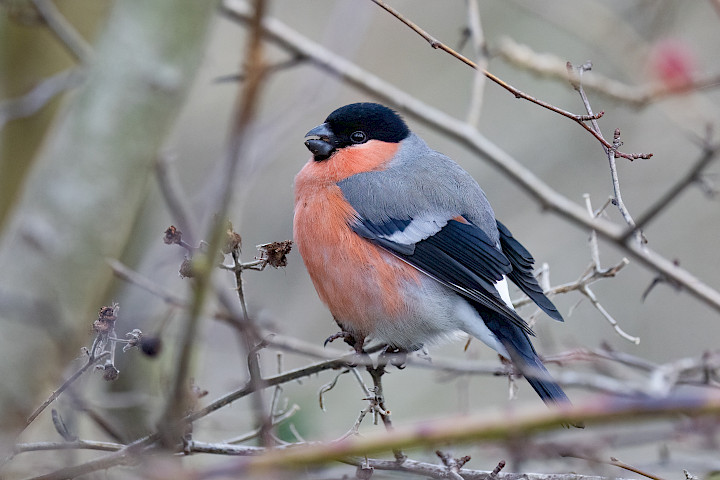 Bullfinch, 1/640 sec, f/5.6, 343 mm, ISO 4000